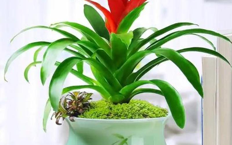 各个属相养什么花 各个属相养什么花