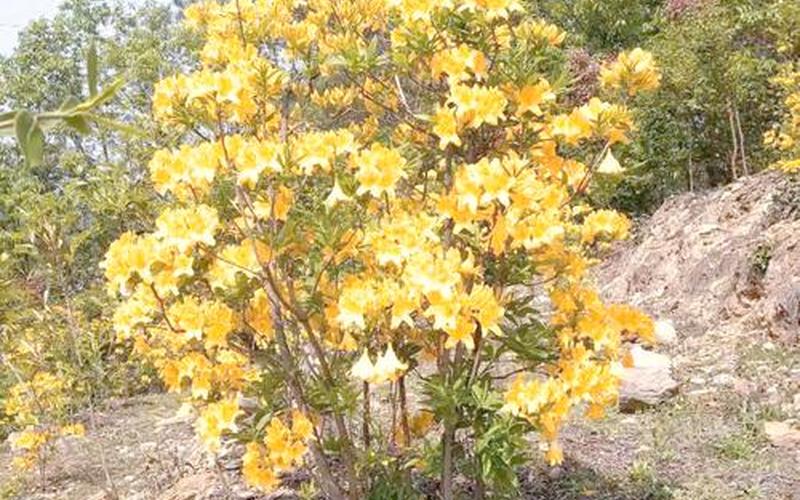 属相种什么花 属相种什么花