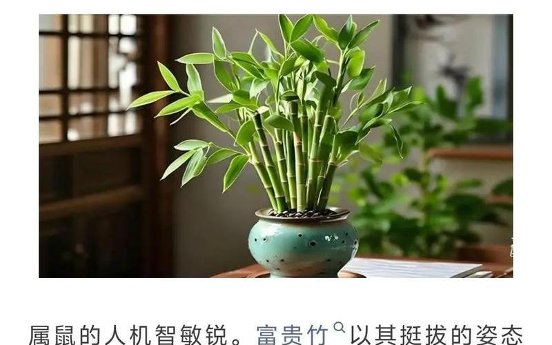 属相与植物的搭配有哪些 属相与植物的搭配有哪些