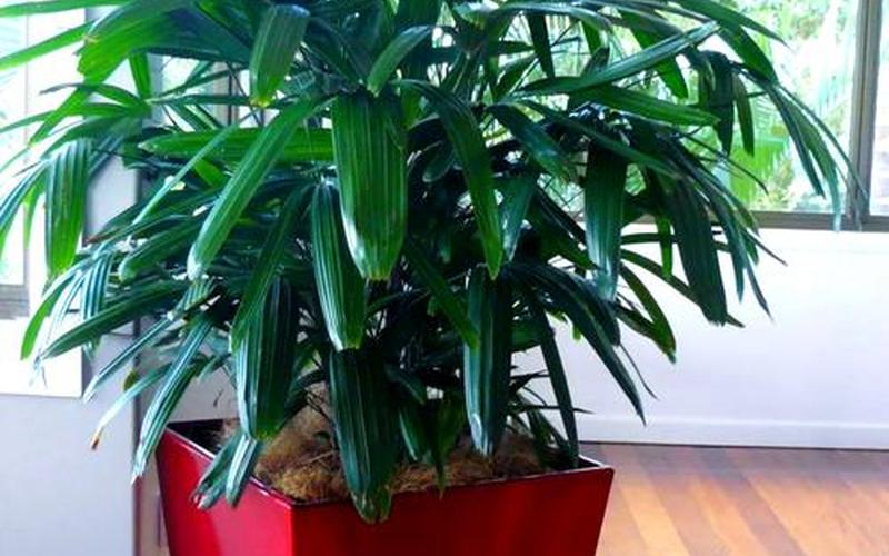 风水植物定义和特点 风水植物定义和特点