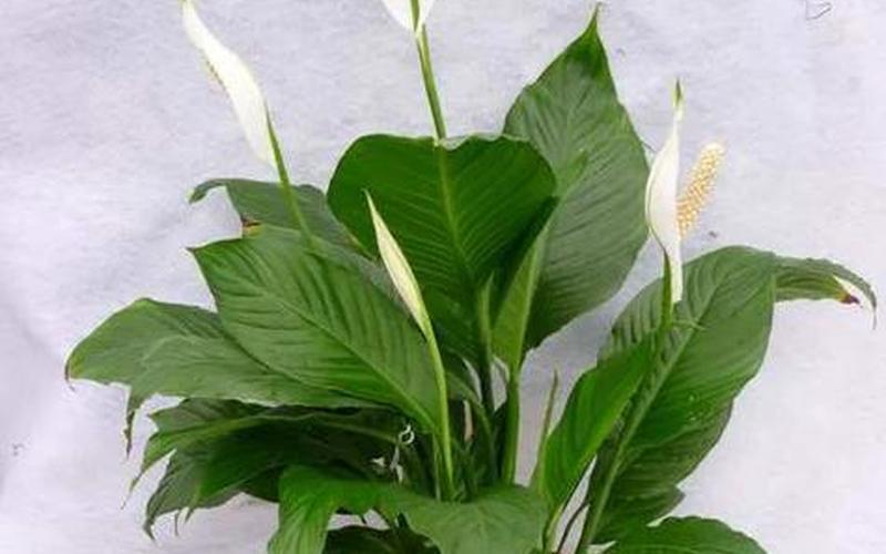 植物和风水有关系吗