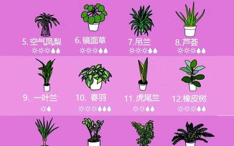 植物的属性和什么有关