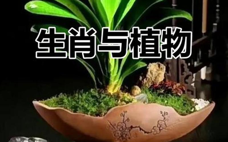 属相的幸运植物 属相的幸运植物